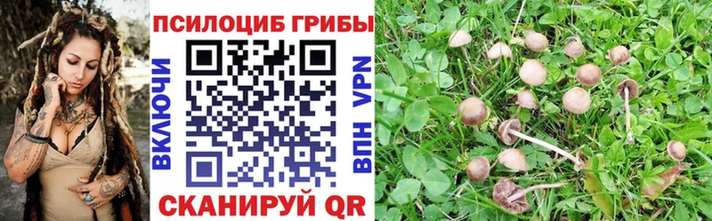 Псилоцибиновые грибы GOLDEN TEACHER Магадан